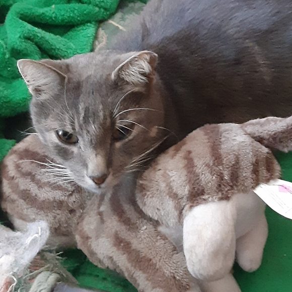 MeetYourPoshAmbassadors!🤩💚🐈🐈🐈🐈🐈🐈🐕 - Picture 4 of 16